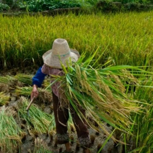Trabalho escravo: mais de 2 mil foram resgatados no Brasil em 2024
