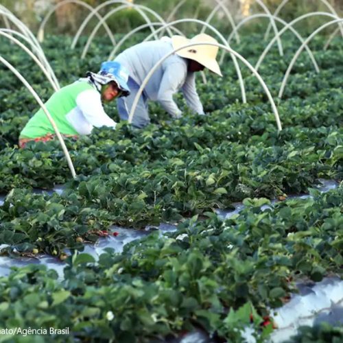 Canal Gov destaca agricultura familiar no novo programa Campo da Gente
